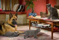   :    / Cats & Dogs: The Revenge of Kitty Galore (2010)