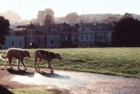   2:   - / Homeward Bound II: Lost in San Francisco (1996)