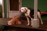  :   / Homeward Bound: The Incredible Journey (1992)