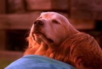  :   / Homeward Bound: The Incredible Journey (1992)