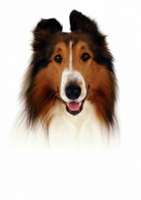  / Lassie (2005)